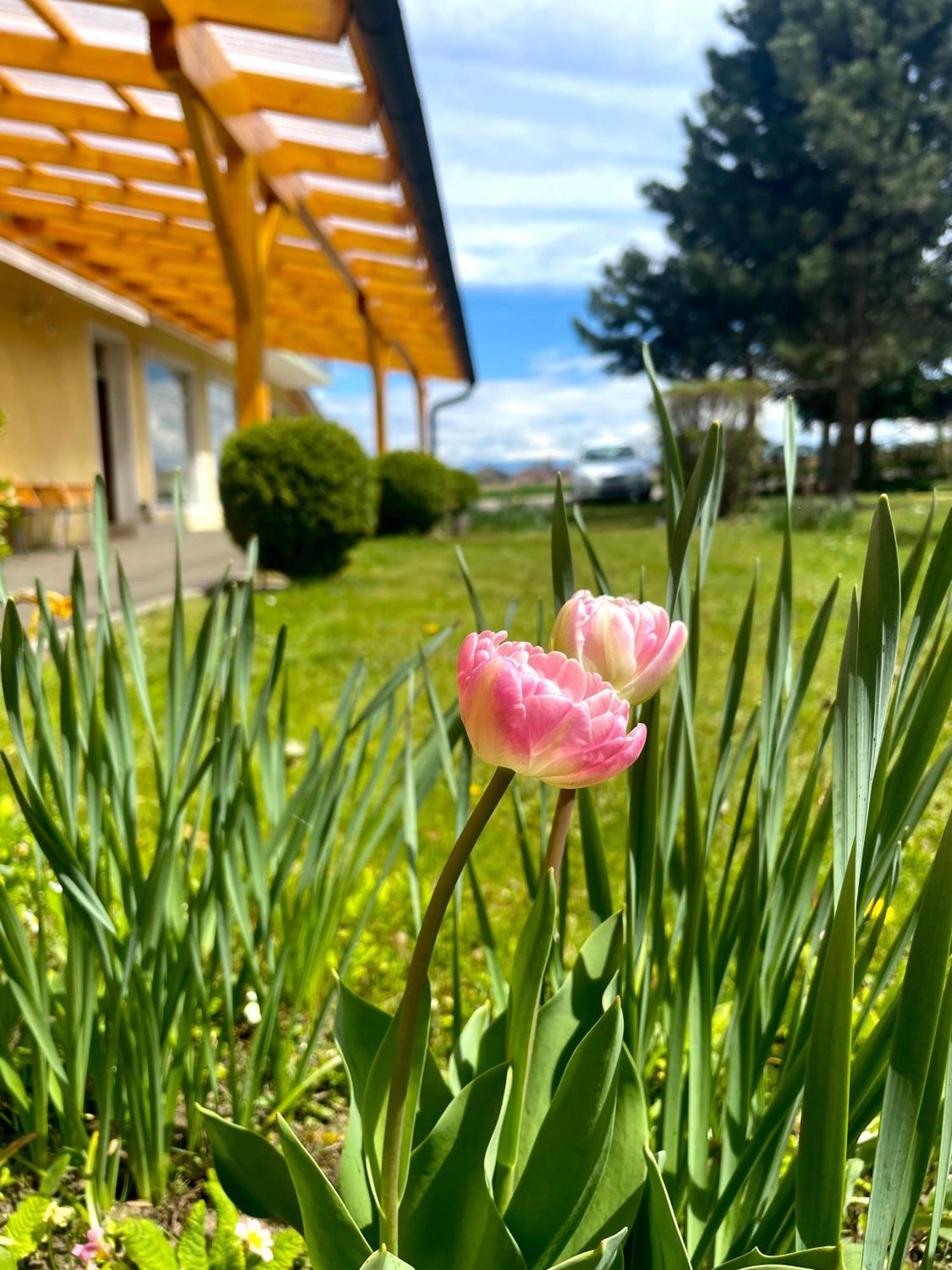 Pension Miklautz Sankt Kanzian am Klopeiner See Dış mekan fotoğraf